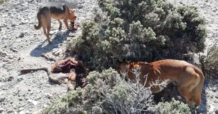 Muerte de ciclista reabre debate sobre perros de vida libre: Propuestas van desde cárcel para dueños hasta control letal
