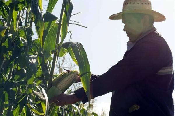 Son informales 68% de trabajadores agropecuarios en México