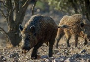 Herido grave un senderista en Navarra tras ser atacado por un jabalí en una pista forestal