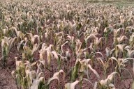 ¿Cuál es la situación de la campaña agrícola 2025-2026 ante bajas temperaturas?