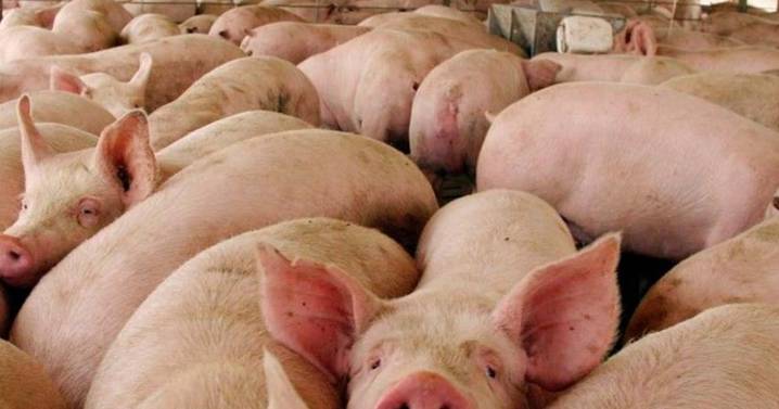 SAG suspende importaciones de productos de cerdo desde España por brote de peste porcina africana