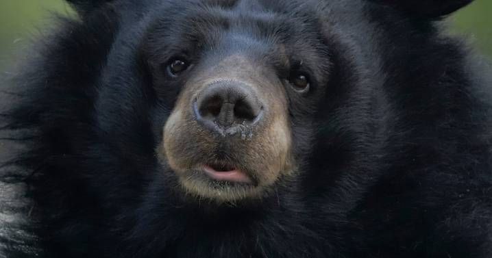 Bear Tackles Trainer to the Ground in Scary Moment