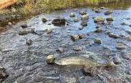 Oregon Appeals Court Sides With Tribes and Strikes Down ODFW Rule Allowing Salmon to Be Trapped and Trucked