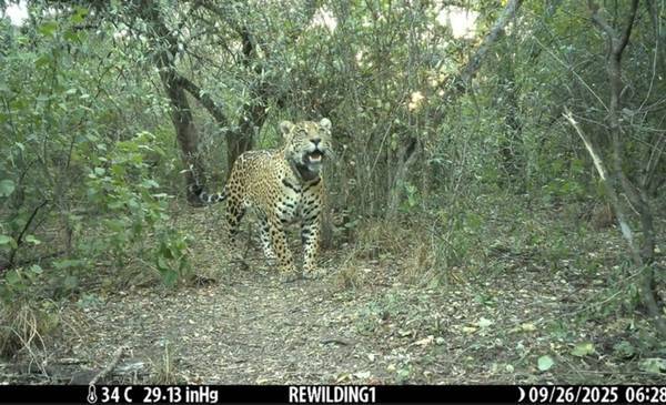 Parques Nacionales ofrece $ 250 millones de recompensa por Acaí