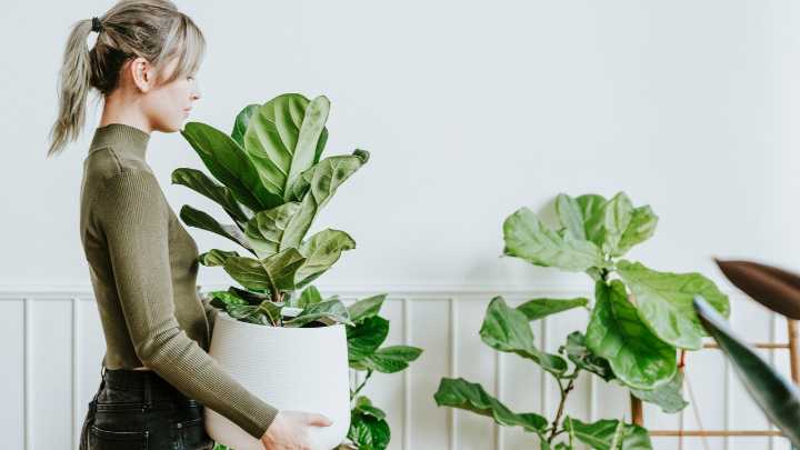 El truco definitivo para que tus plantas sobrevivan al calor de la calefacción este invierno