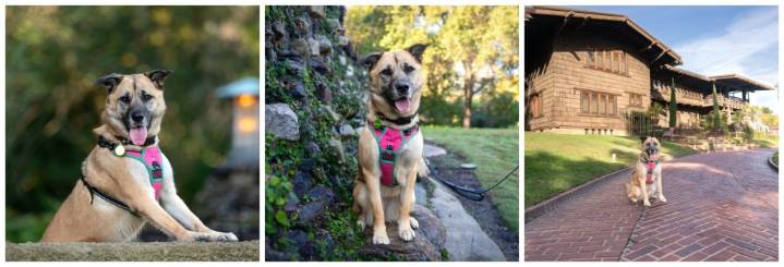 Column: Give your pet a stress-free holiday with these seasonal cautions