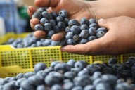 Midagri: sector agropecuario alcanza un crecimiento de 5,5% entre enero y octubre