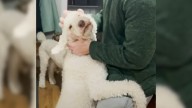 Missouri Rescue Poodle Won’t Stop Hugging Her New Family Until They Hug Back