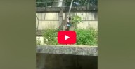 VIDEO: hombre muere tras ingresar al recinto de leones en zoológico de Brasil