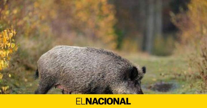 ¿Illa debería haber vuelto ya de México por la peste porcina?