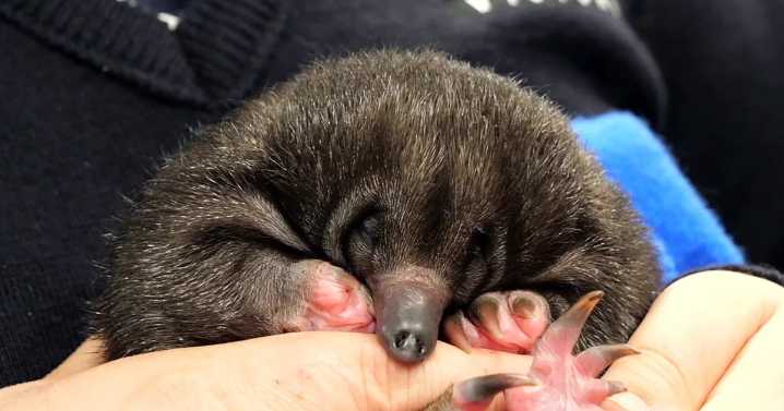 Baby echidnas rescued by sanctuary