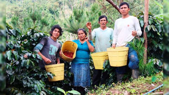 Advierten que falta de coordinación frena competitividad del café del Vraem