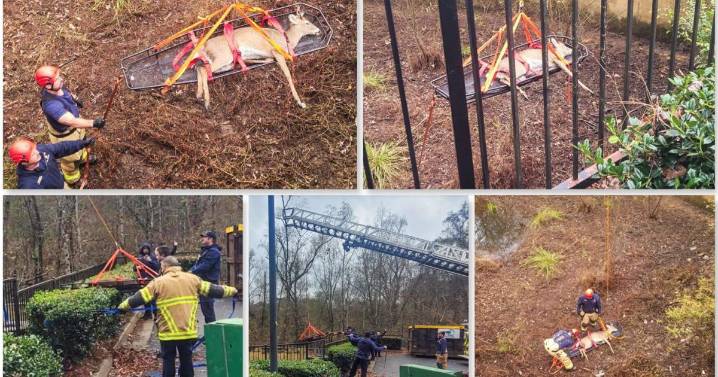 Deer trapped for a month behind Newnan apartments before rescue