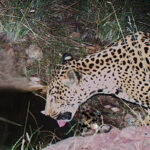 A new jaguar spotted in Arizona points to progress in the endangered species’ recovery