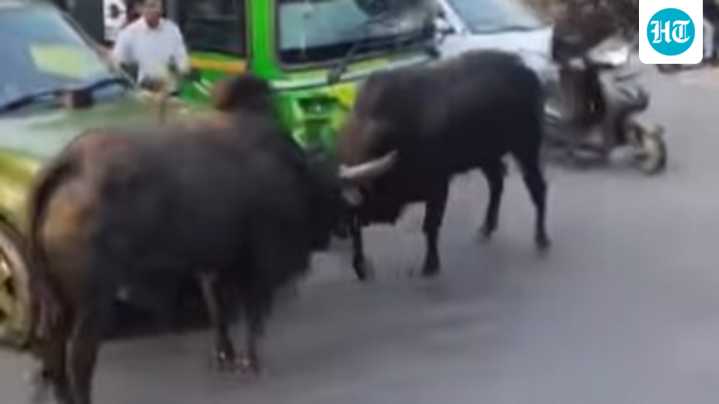 ‘WWE Sunday dhamaka’: Raging bulls fight on Delhi road, disrupt traffic