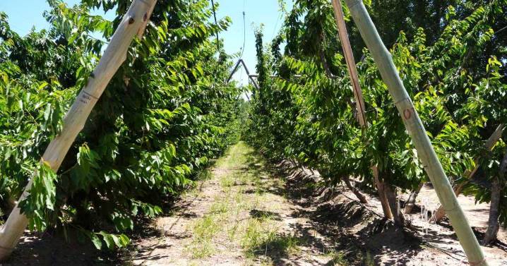 Granizo en el polo de cerezas de Río Negro: «Están evaluando si algún cuadro zafó»