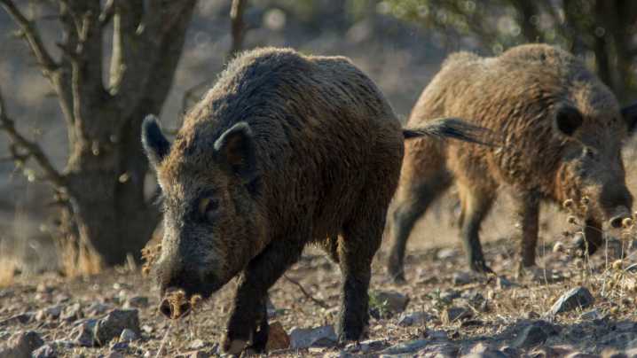 Agricultura investiga se o gromo de peste porcina procede dun laboratorio