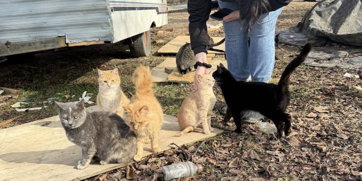 True Rescue calling for emergency fosters after fire at TN hoarding house leaves dozens of animals in need