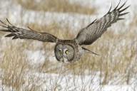 Bill Marchel: Winter wildlife remarkably adaptive