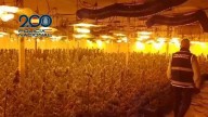 Desmantelan una plantación de marihuana en una nave industrial de Massanassa