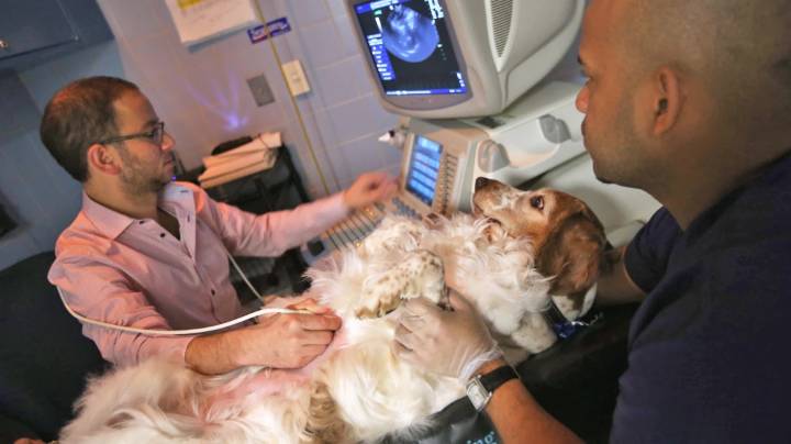 Dog Bite Cases Surge in Mumbai; Residents Question Government’s Efforts on Sterilisation