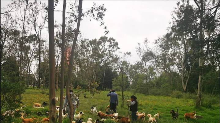 Refugio Franciscano: Desalojo en la madrugada pone en riesgo a más de 1,100 animales en CDMX