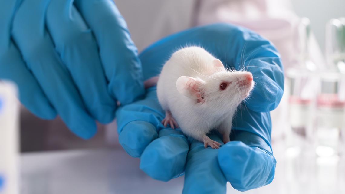 WSU study: Rats with high levels of stress may seek out cannabis