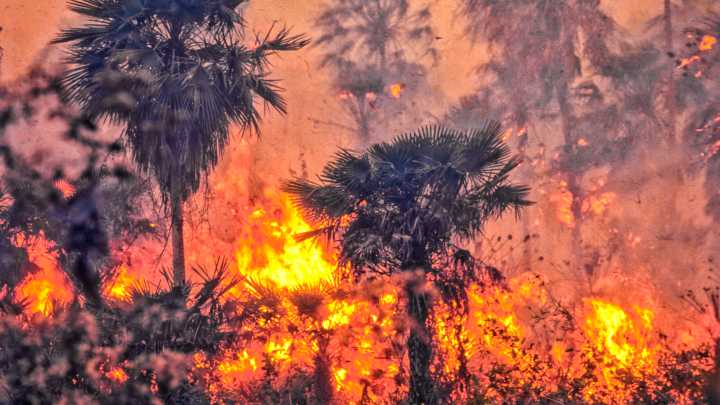 Days after COP30, Brazil weakened Amazon safeguards