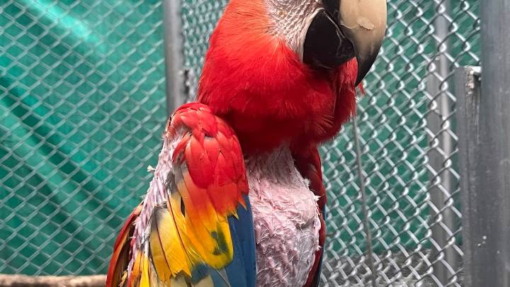 Dagma recuperó y trasladó a más de 41 animales silvestres a zonas protegidas de la Amazonía