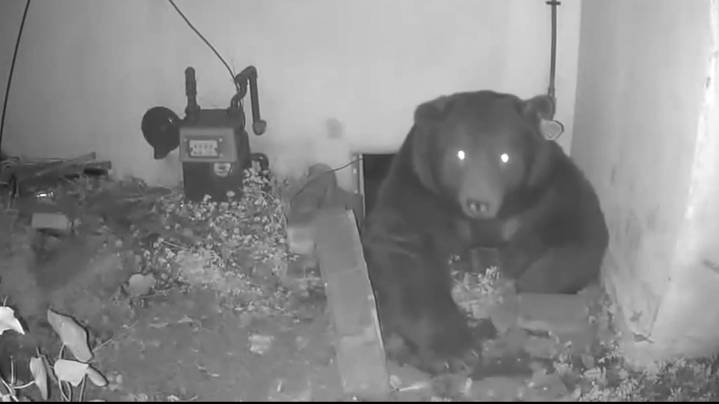 Video shows 500-pound bear sneak underneath California home