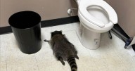 Raccoon goes on drunken rampage in Virginia liquor store and passes out on bathroom floor