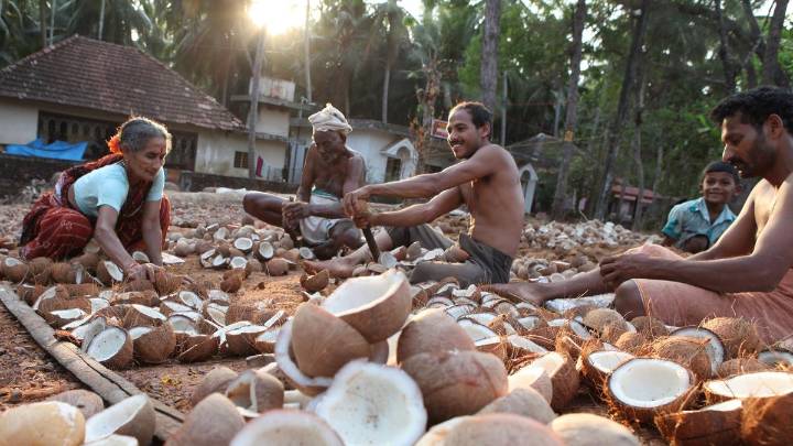 Relief for farmers: Centre hikes Copra MSP by up to ₹445 for 2026 season