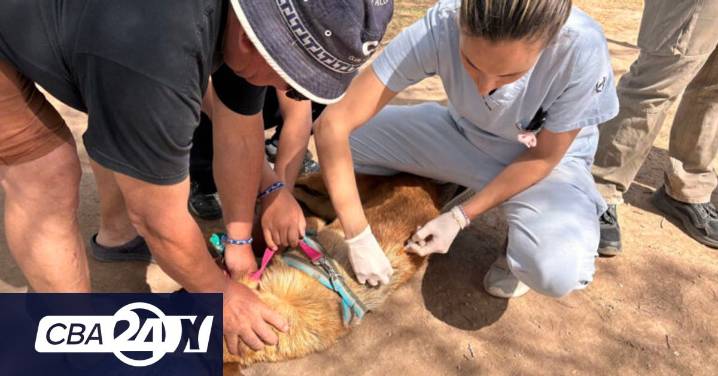 En diciembre continúa la vacunación antirrábica gratuita para perros y gatos