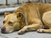 Endurece Nuevo Léon penas contra el maltrato animal