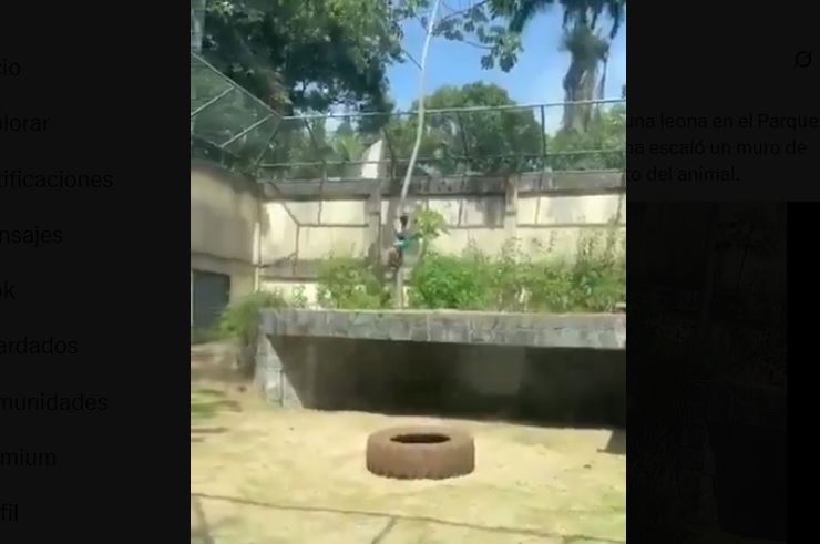Tragedia en un zoo de Brasil: un hombre al entrar en el recinto de una leona