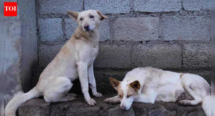 Teachers asked to report stray dogs, outrage in J&K