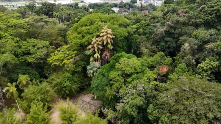 Esta especie rara de palmera florece una vez en la vida antes de morir en Río de Janeiro