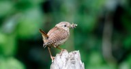 UK homeowners urged to follow important advice if they spot wrens in gardens