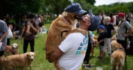 Photos of golden retrievers gathered in Buenos Aires for a world record attempt