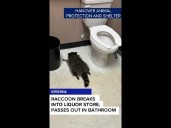 Raccoon breaks into liquor store, passes out in bathroom