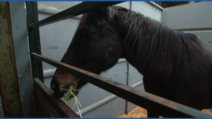 ‘Better safe than sorry’: Livestock evacuations increase as rivers rise in Snohomish County