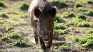Ascienden a 13 los positivos por peste porcina africana en la provincia de Barcelona