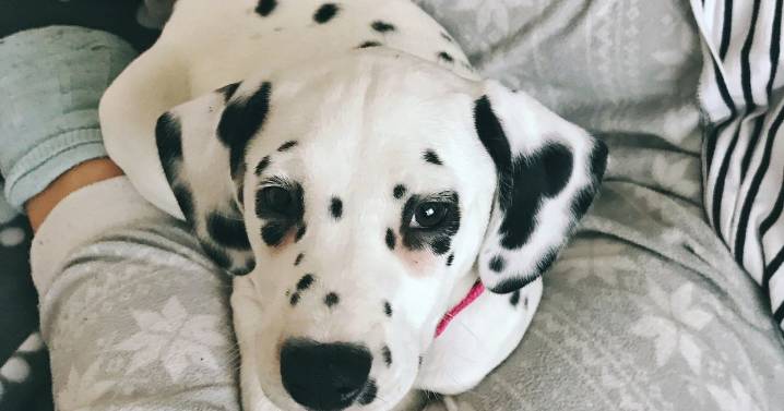 Vet's tap water warning to dog owners - everything you need to know