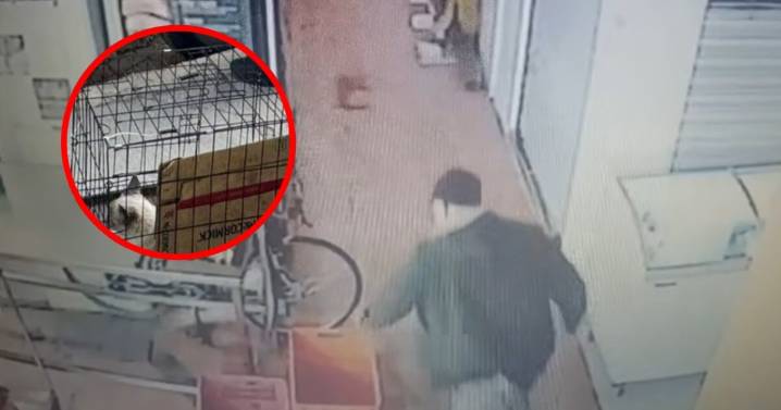 VIDEO | Gatito sobrevive a golpiza en mercado en Ecatepec y buscan al agresor