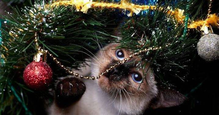 Cat owners warned over 'toxic' issue with Christmas trees and how to prevent it