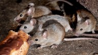 What Is a Group of Mice Called? Not Always a Colony