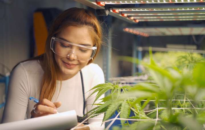 M State expands online cannabis career options