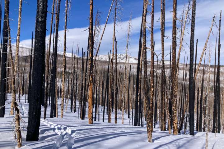 In Burned Forests, the West’s Snowpack Is Melting Earlier
