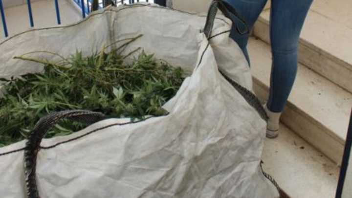 Incautadas más de mil plantas de marihuana en cuatro pisos de Granada dedicados a su cultivo