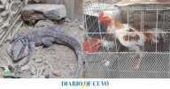 Secuestraron un lagarto rojo y 12 gallos de riña en Caucete y Albardón durante dos operativos policiales